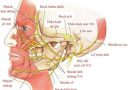LIỆT DÂY THẦN KINH VII NGOẠI BIÊN (LIỆT MẶT) – BỆNH THƯỜNG GẶP TẠI KHOA Y HỌC CỔ TRUYỀN LIỆT DÂY THẦN KINH VII NGOẠI BIÊN (LIỆT MẶT) – BỆNH THƯỜNG GẶP TẠI KHOA Y HỌC CỔ TRUYỀN